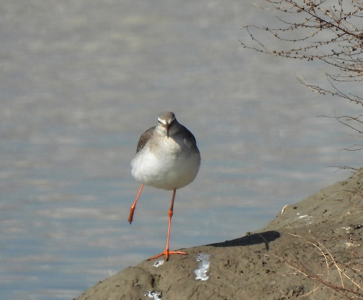 Spotted Redshank - ML615477320