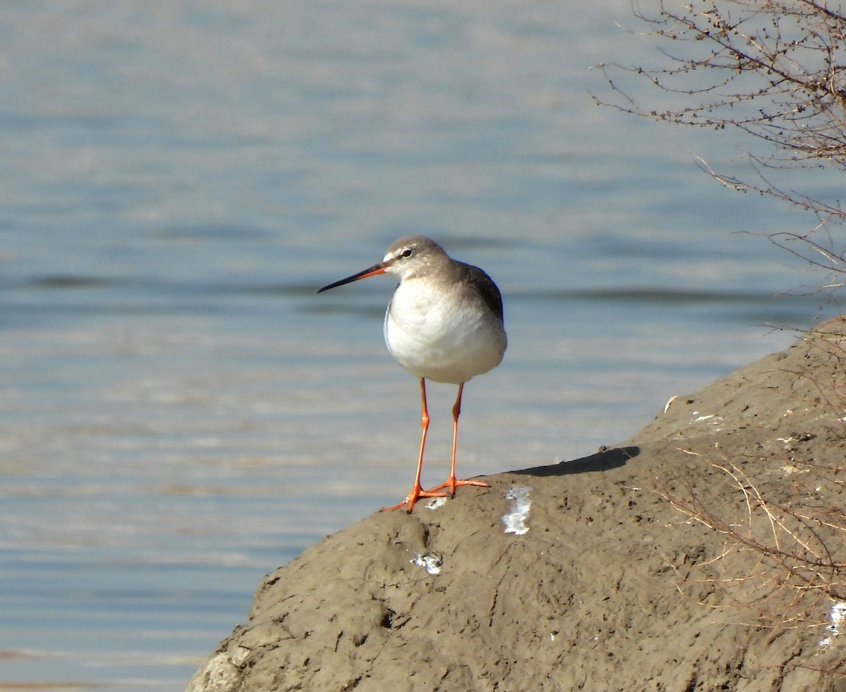 Spotted Redshank - ML615477322