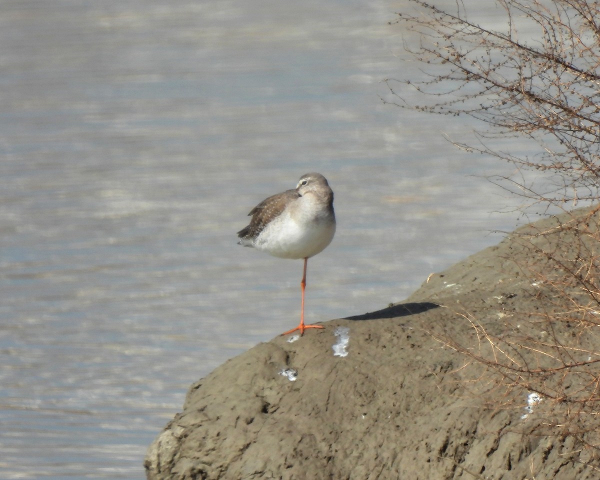 Spotted Redshank - ML615477323