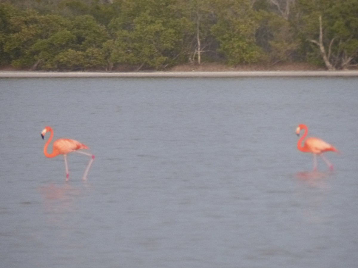 Amerika Flamingosu - ML615477335