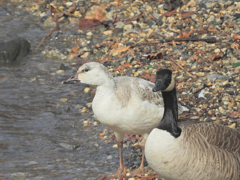 Snow Goose - Asher Perkins