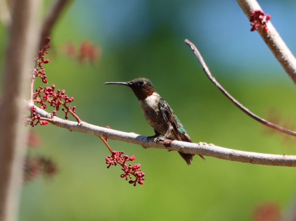 Ruby-throated Hummingbird - Nancy Oborne