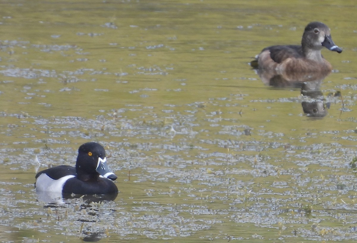 Ring-necked Duck - ML615477450