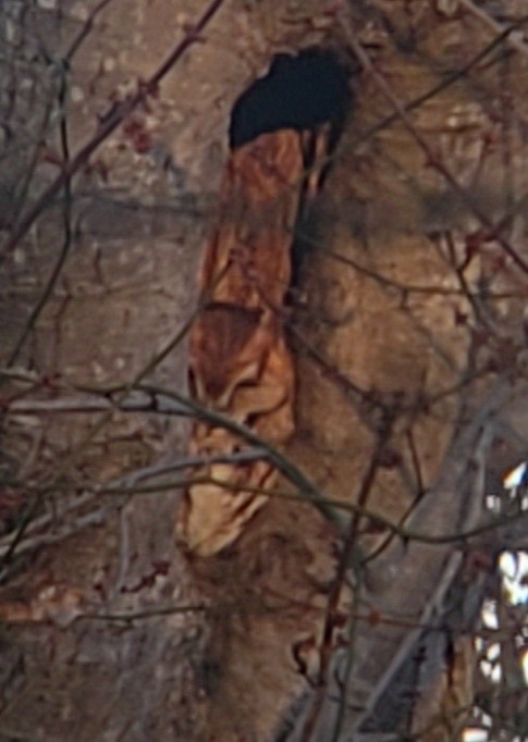 Eastern Screech-Owl - ML615477533