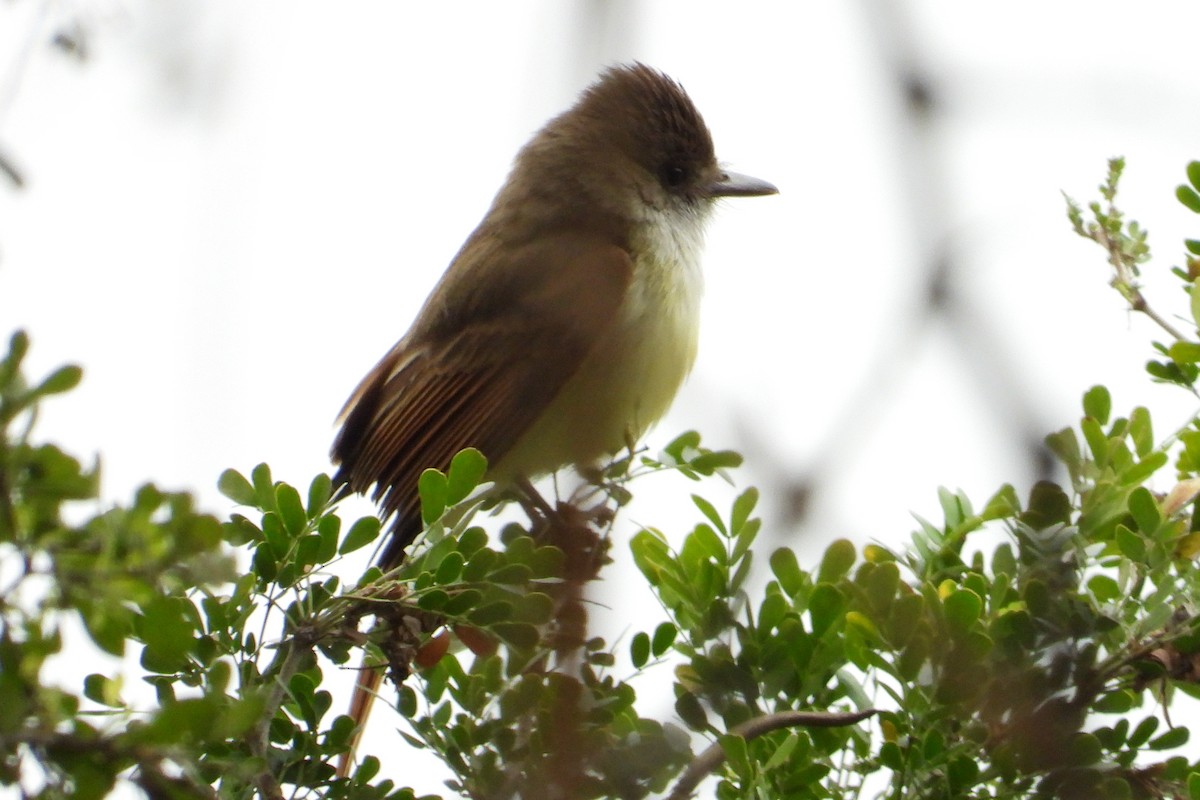 Dusky-capped Flycatcher - ML615477542