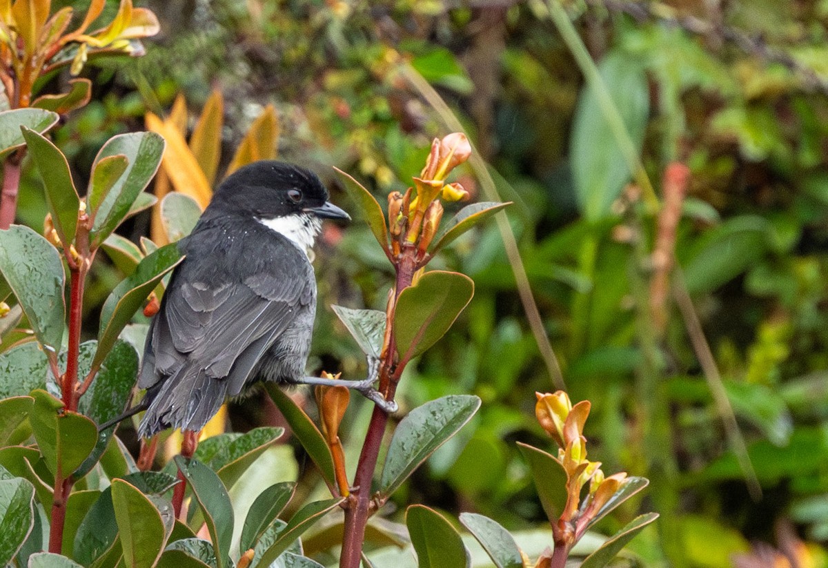 Black-backed Bush Tanager - ML615477543