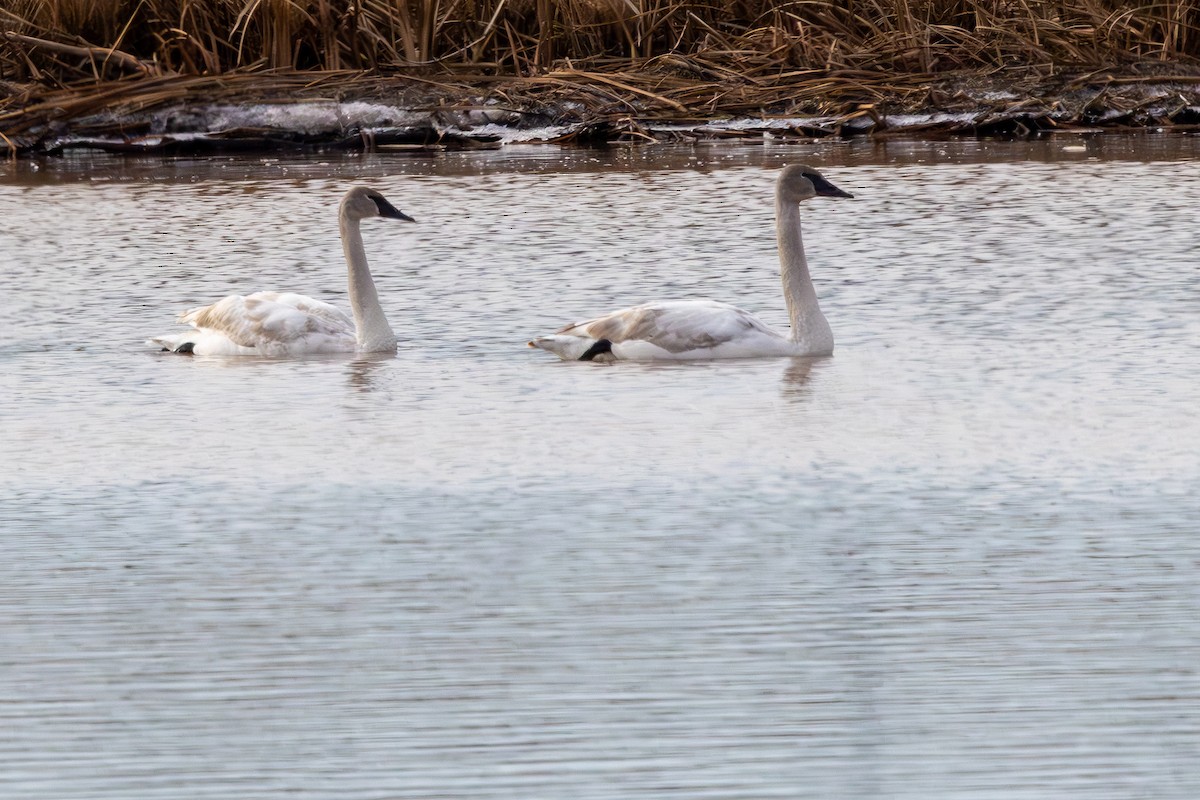 Trumpeter Swan - Lance Runion 🦤