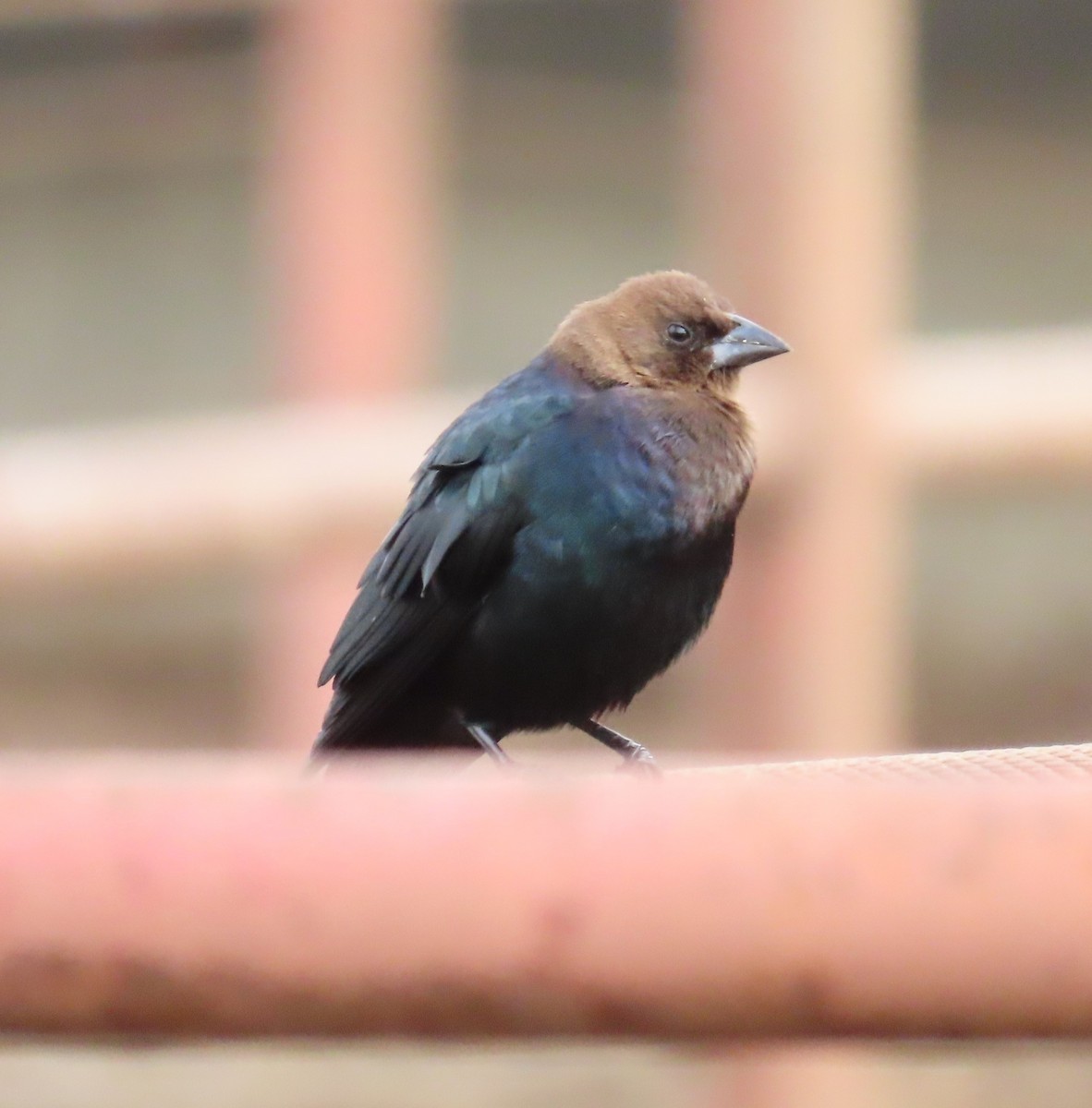 Brown-headed Cowbird - Anonymous