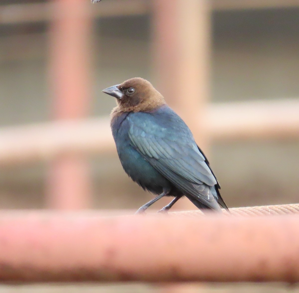 Brown-headed Cowbird - ML615477697