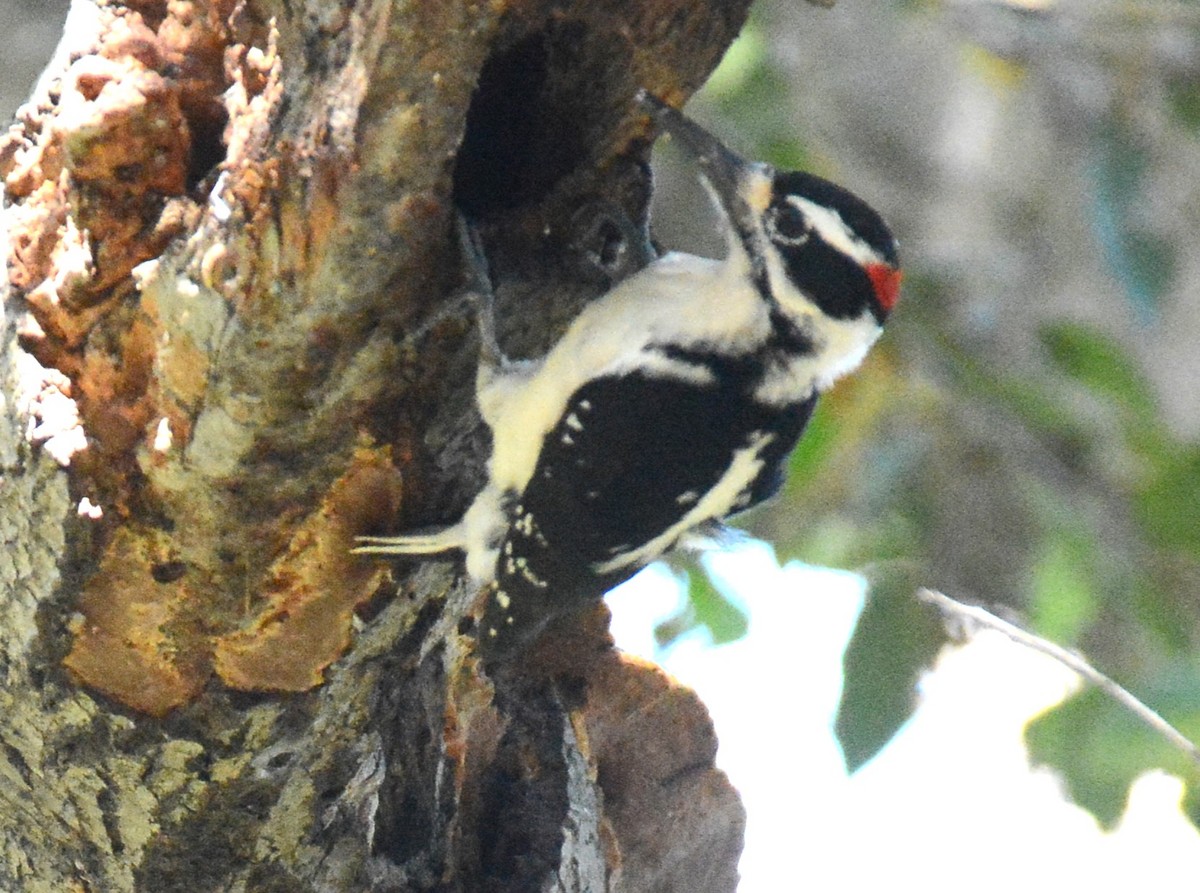 Hairy Woodpecker - ML615477699