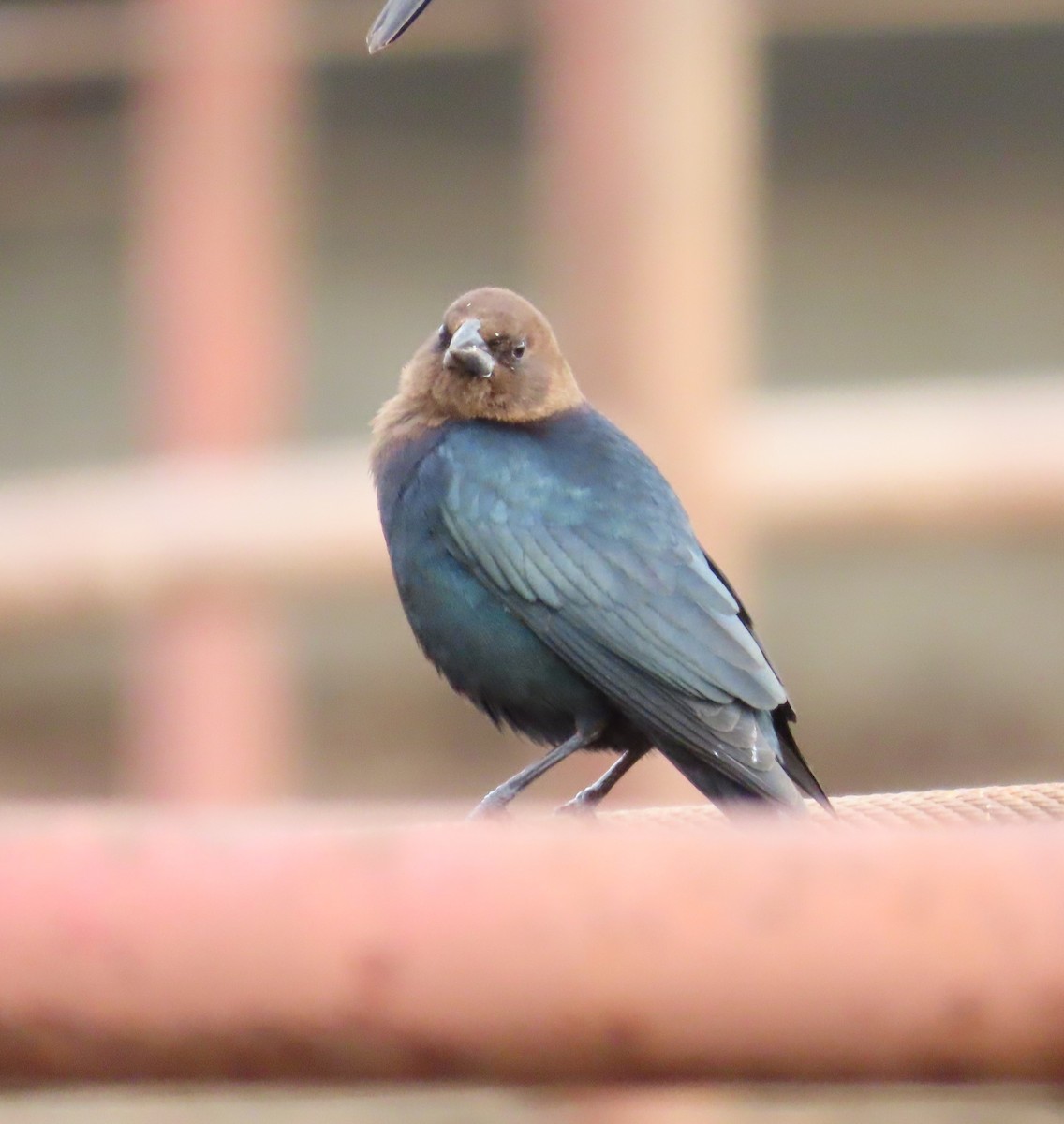 Brown-headed Cowbird - The Spotting Twohees