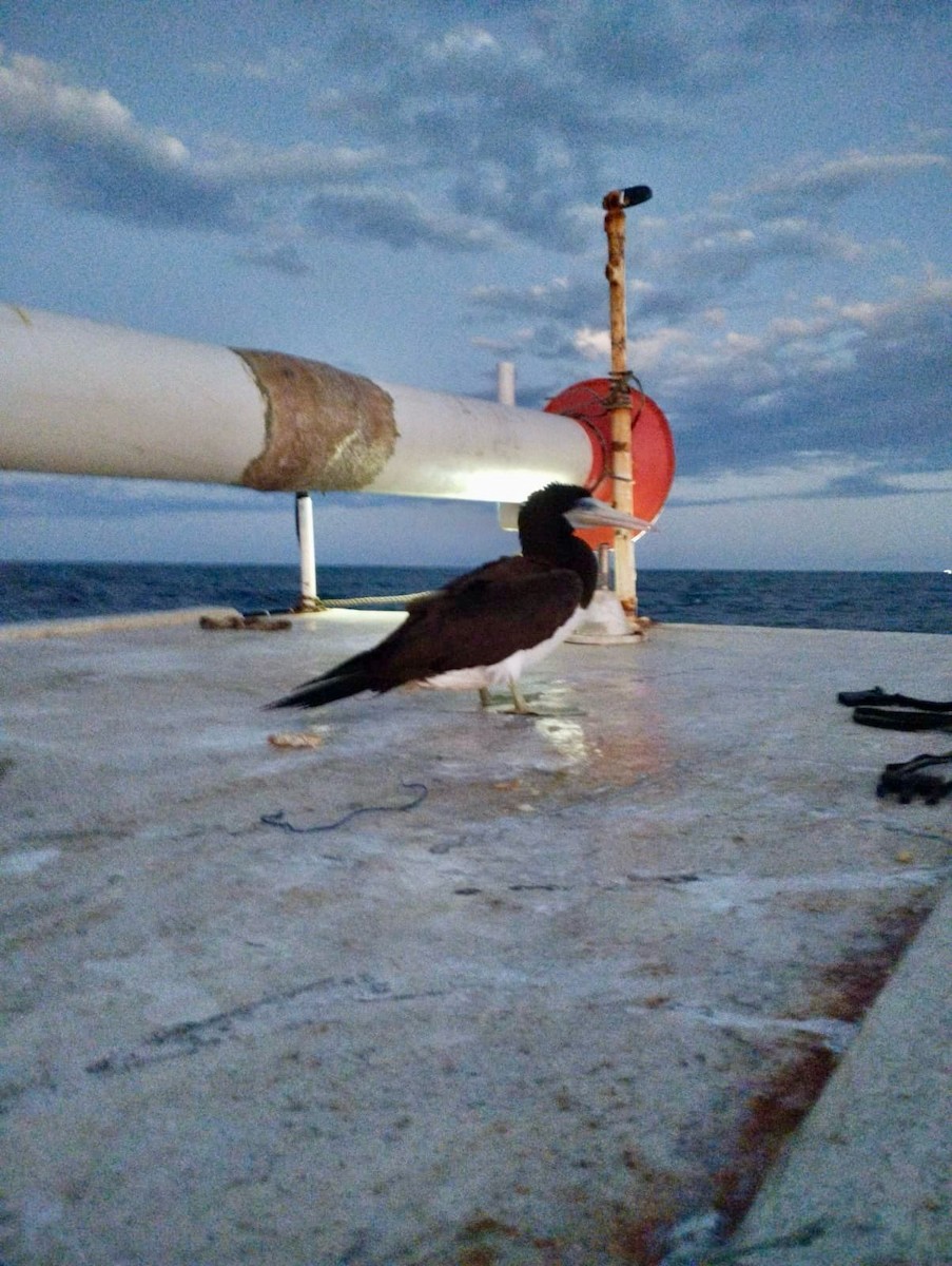 Brown Booby - ML615477704