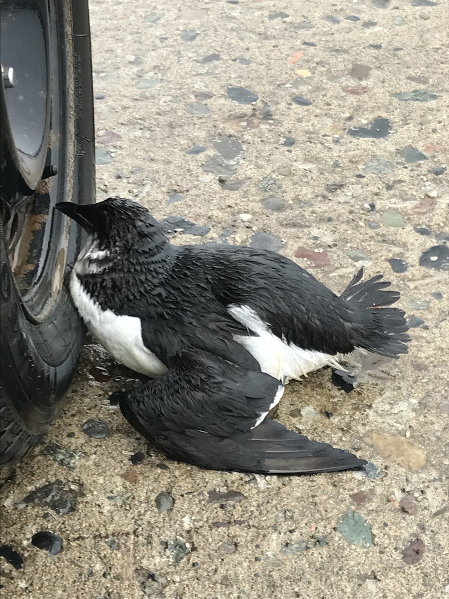 Thick-billed Murre - Kathy Marche