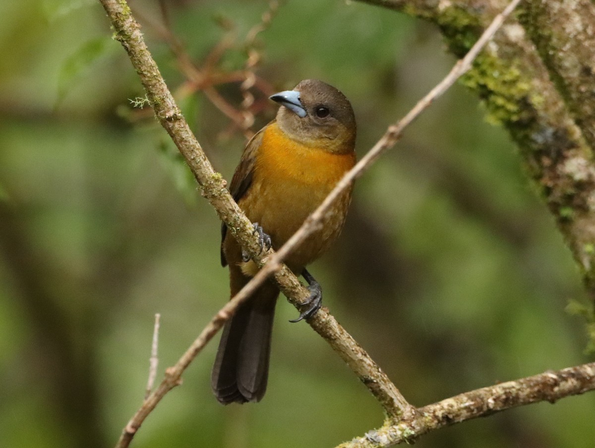 Scarlet-rumped Tanager - Nancy Oborne