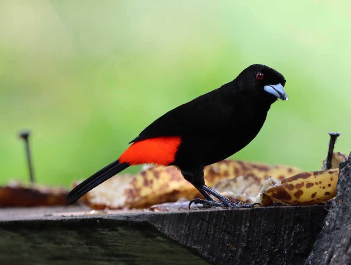 Scarlet-rumped Tanager - Nancy Oborne