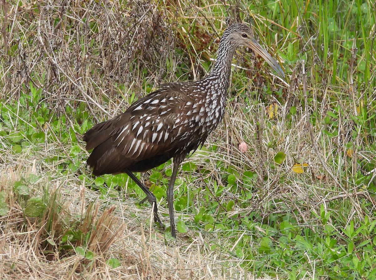 Limpkin - ML615477794