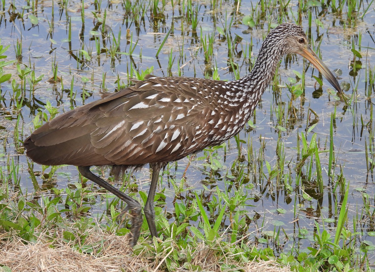 Limpkin - ML615477799