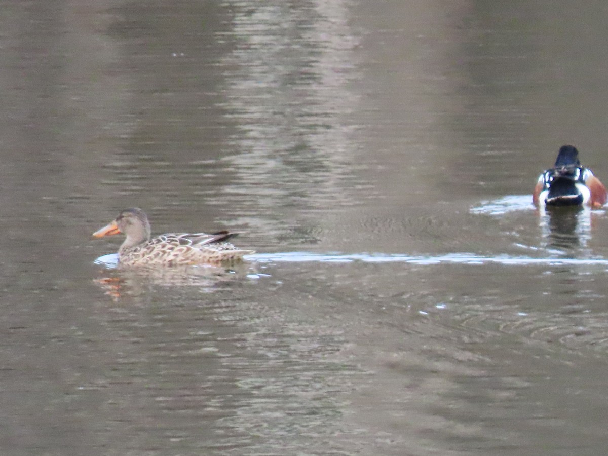 Northern Shoveler - ML615477802