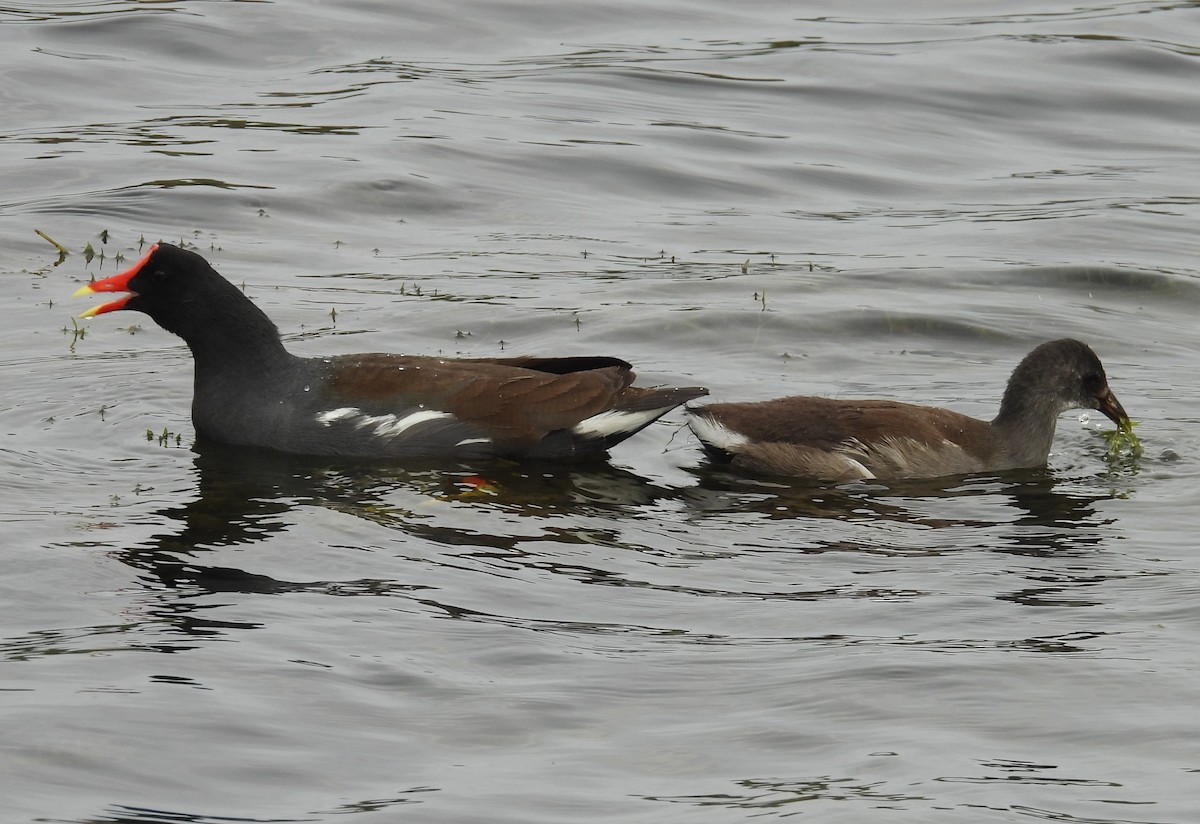 Common Gallinule - ML615477817