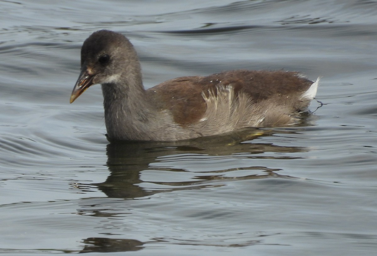 Common Gallinule - ML615477820