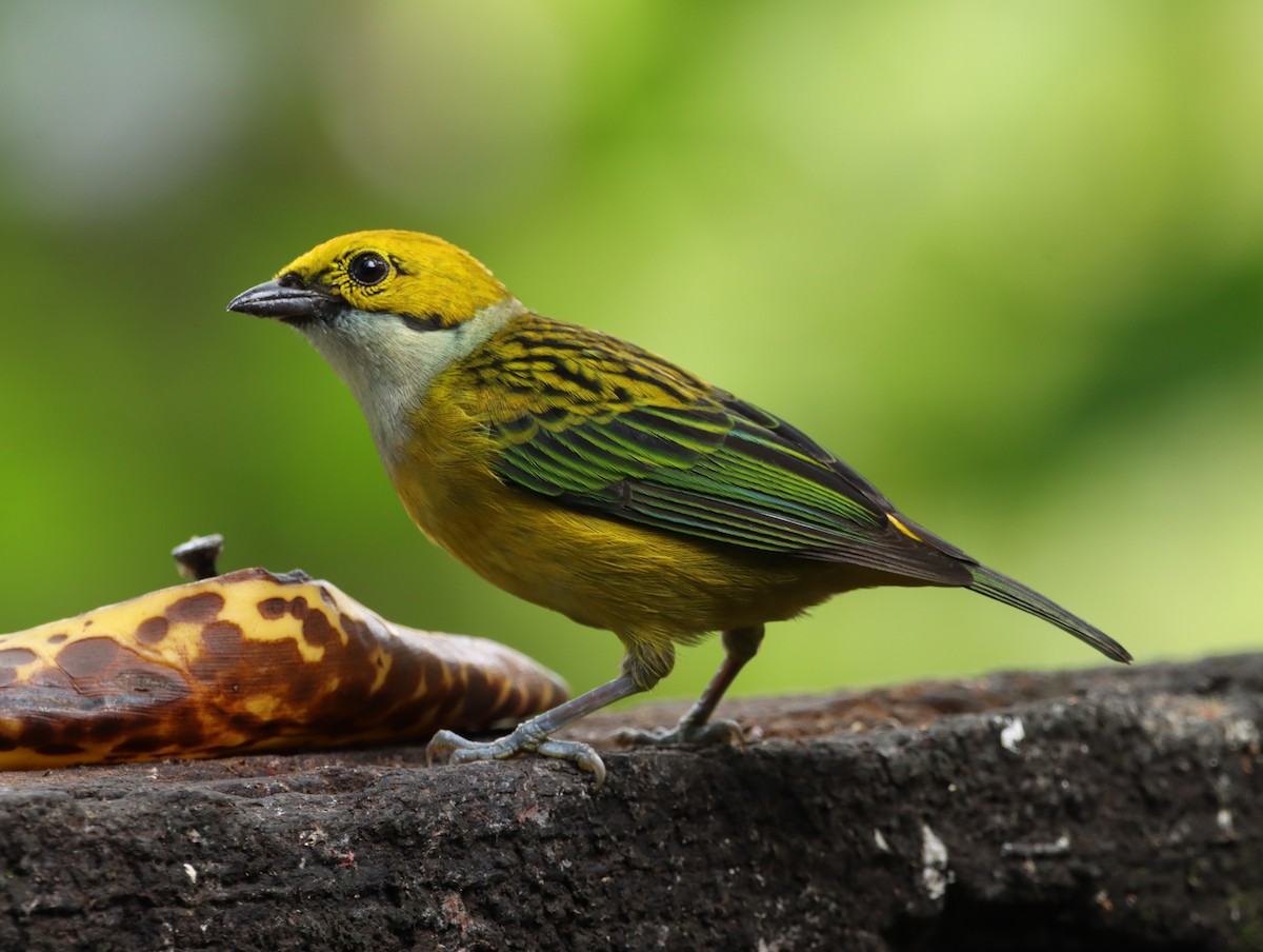 Silver-throated Tanager - Nancy Oborne