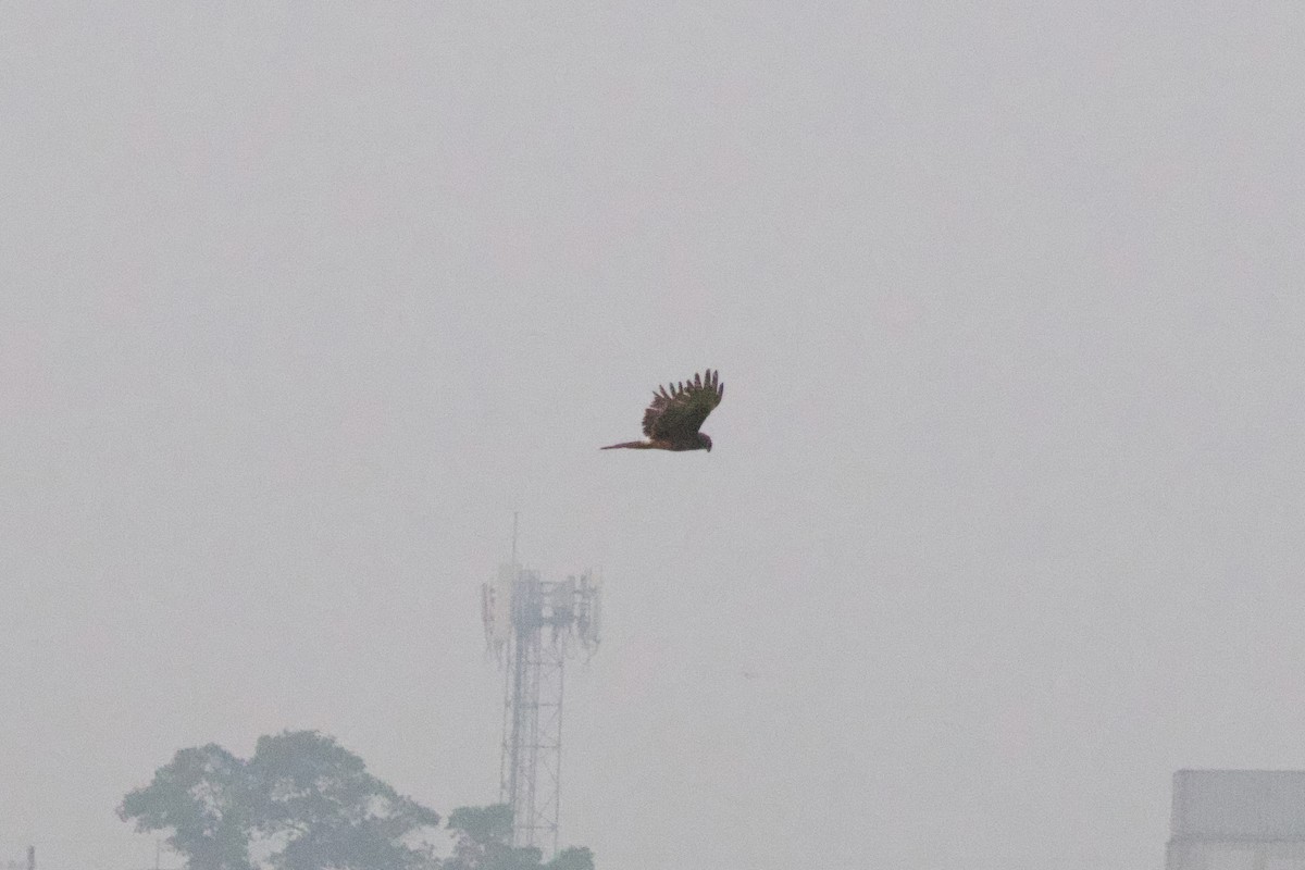 Eastern Marsh Harrier - ML615477921