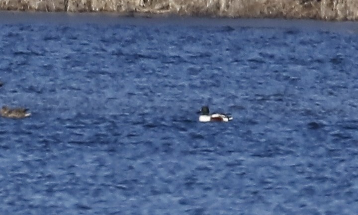 Northern Shoveler - ML615477923