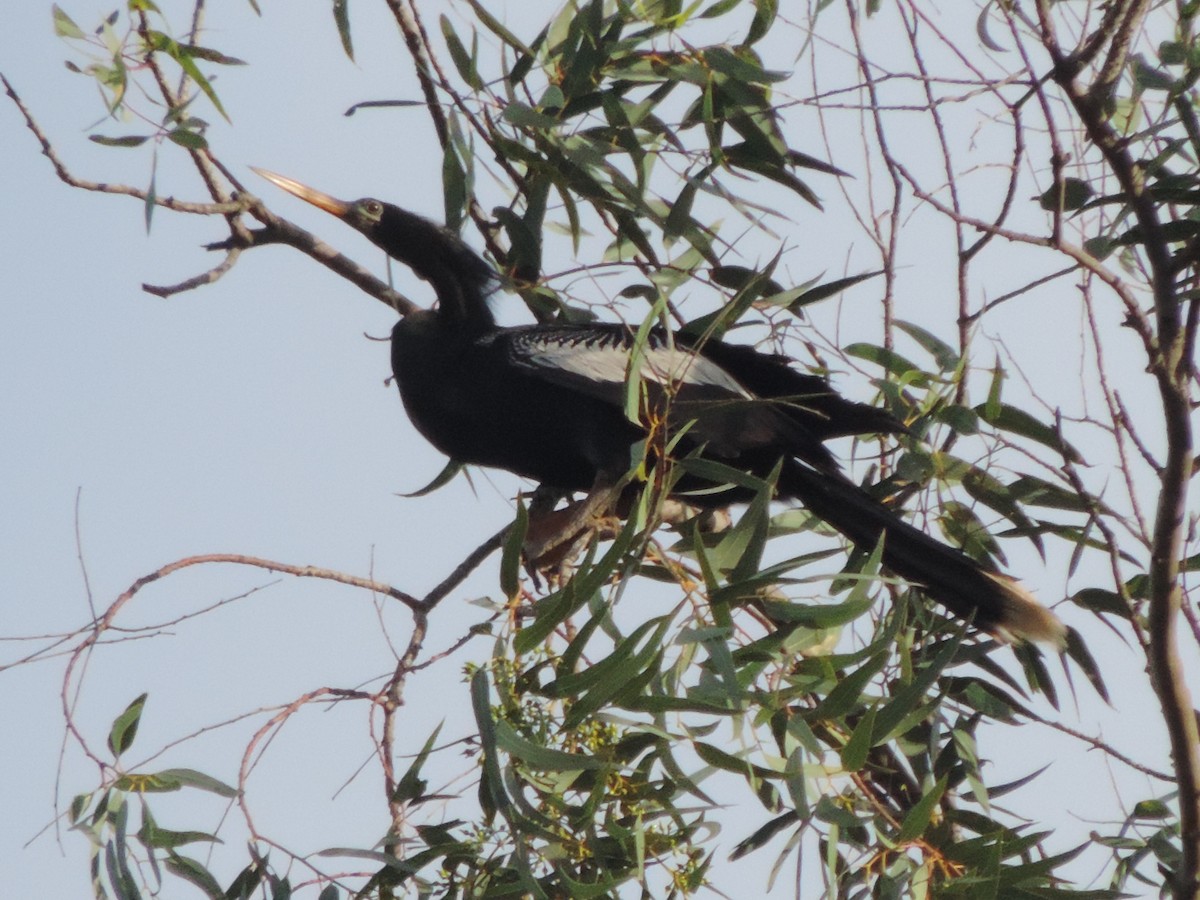 anhinga americká - ML615478000