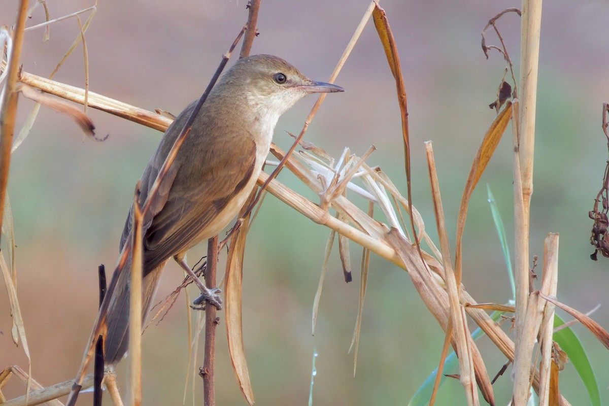 Oriental Reed Warbler - ML615478044