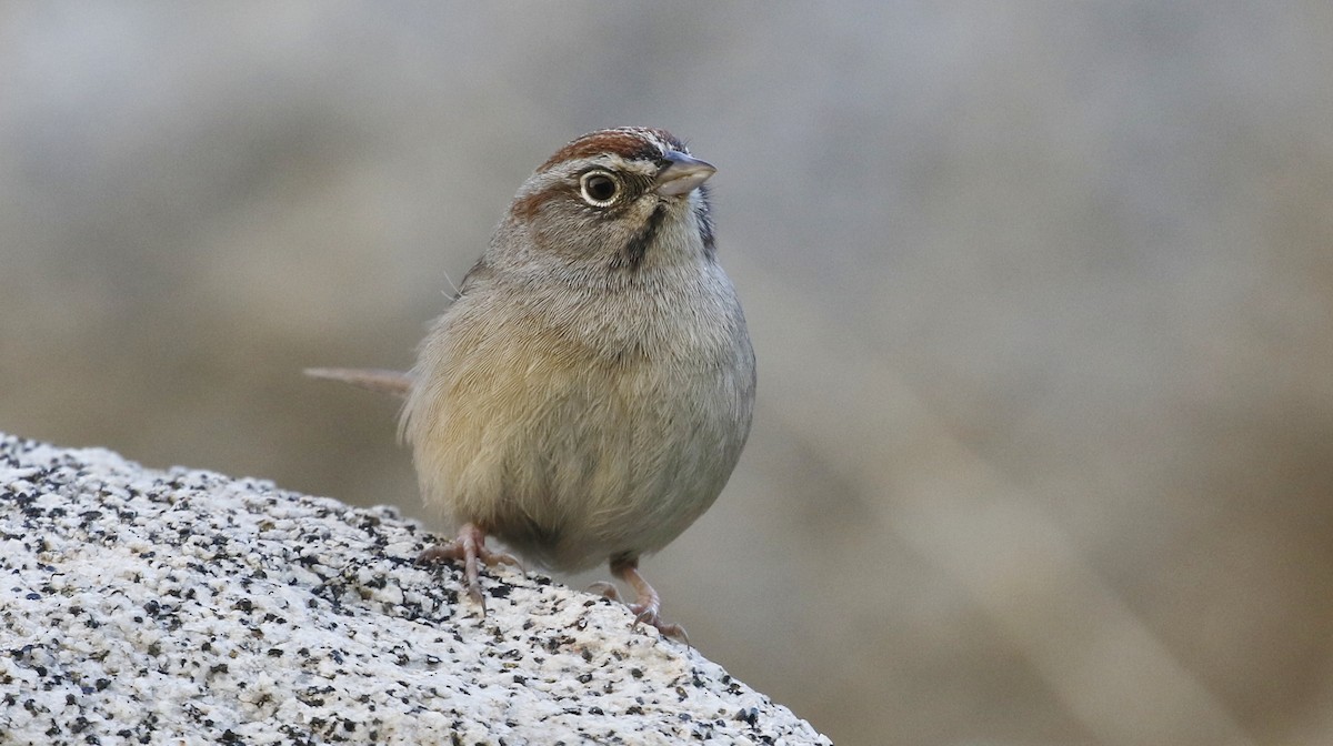 Rufous-crowned Sparrow - ML615478064