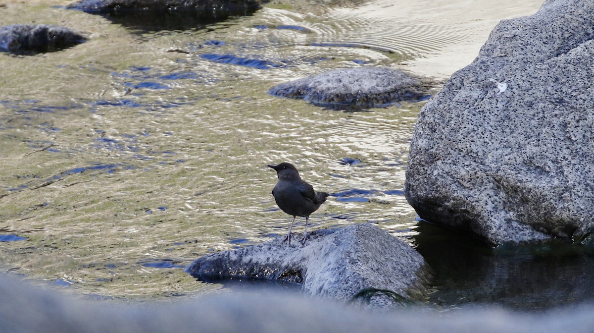 American Dipper - ML615478065