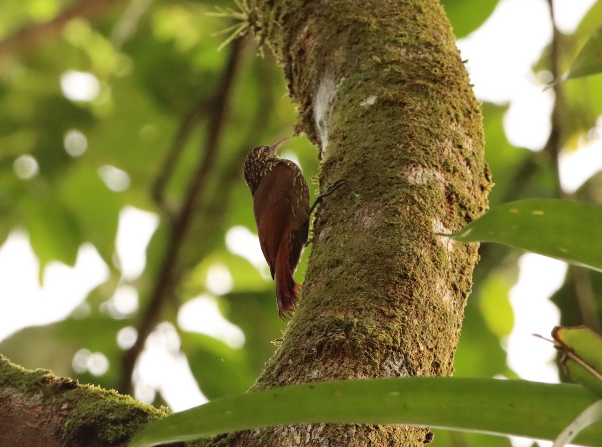 Streak-headed Woodcreeper - ML615478111