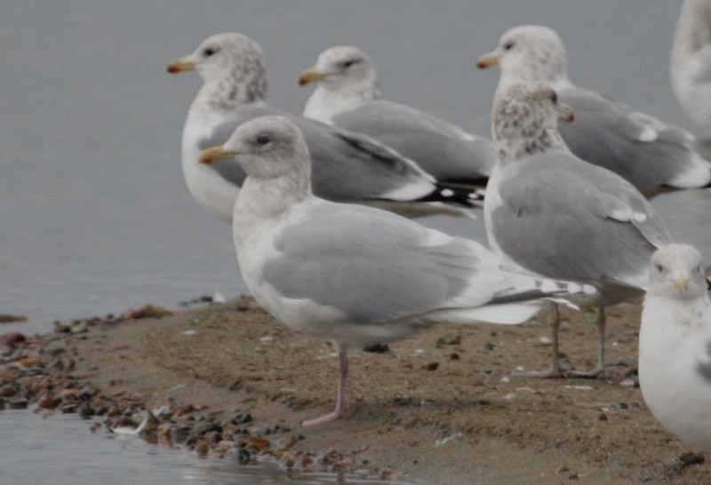 Iceland Gull (kumlieni/glaucoides) - ML615478121