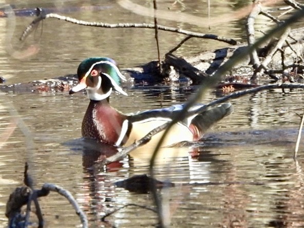 Wood Duck - ML615478136