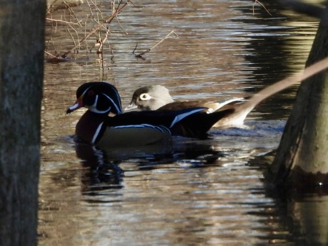 Wood Duck - ML615478137