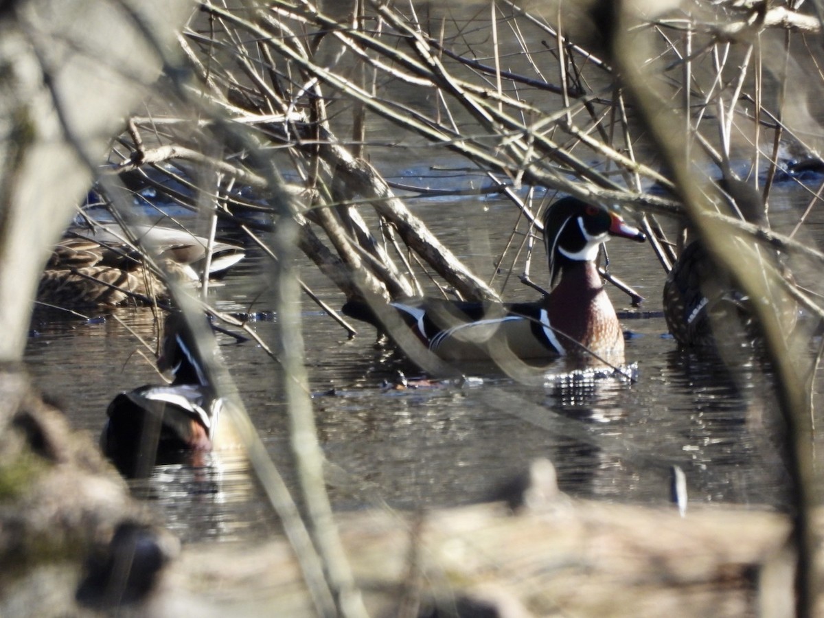 Wood Duck - ML615478138