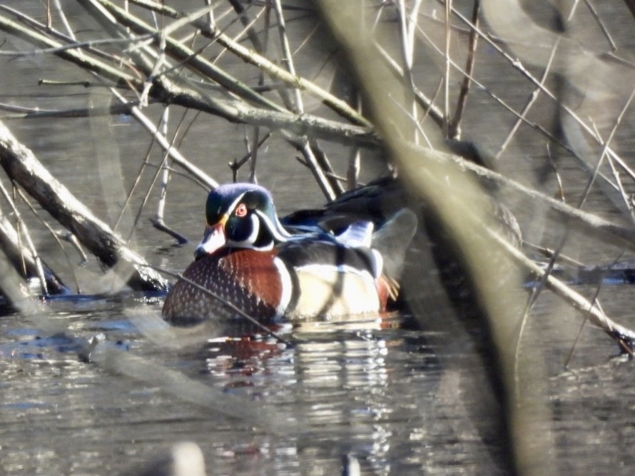 Wood Duck - ML615478139