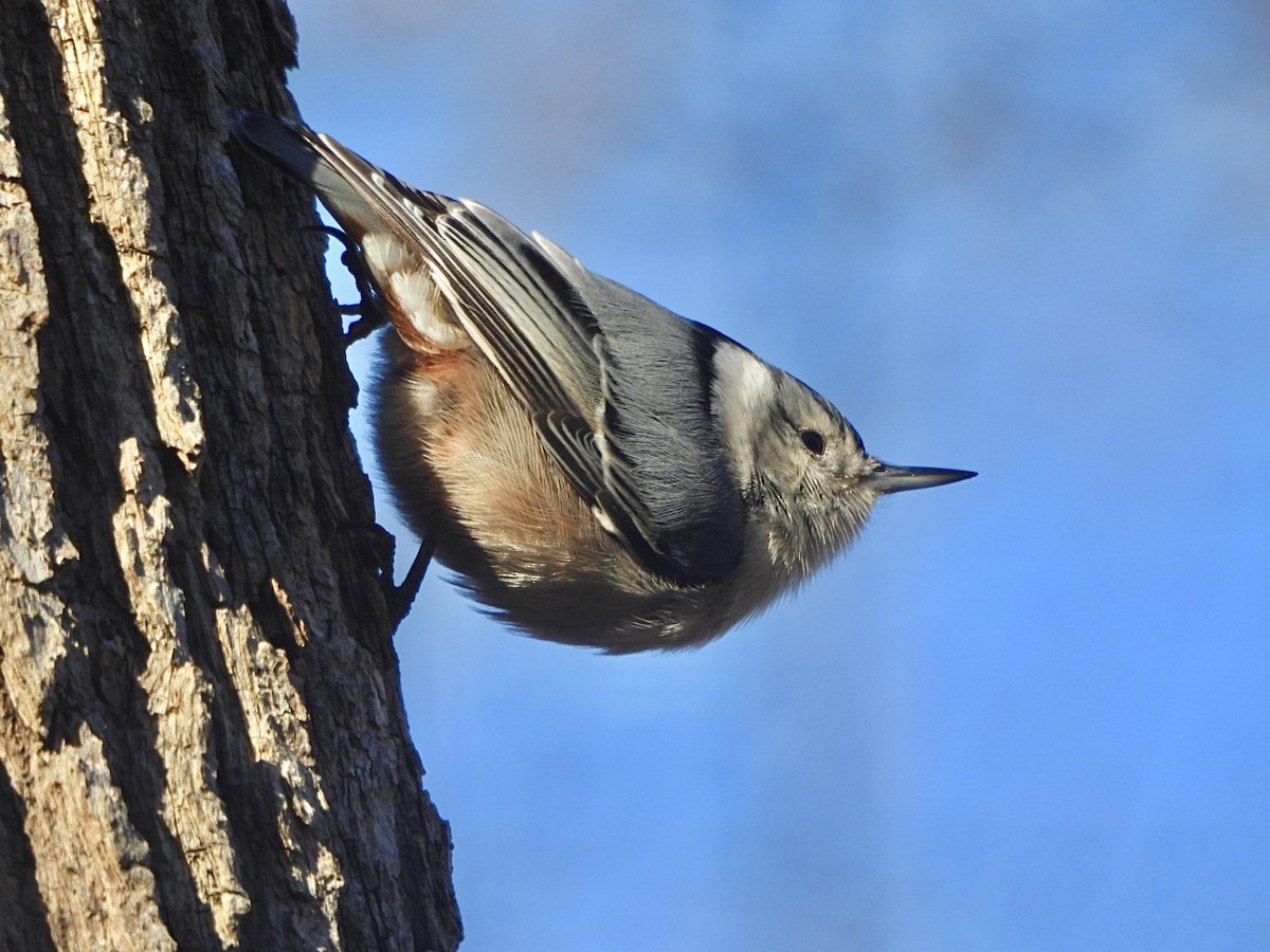 White-breasted Nuthatch - ML615478152