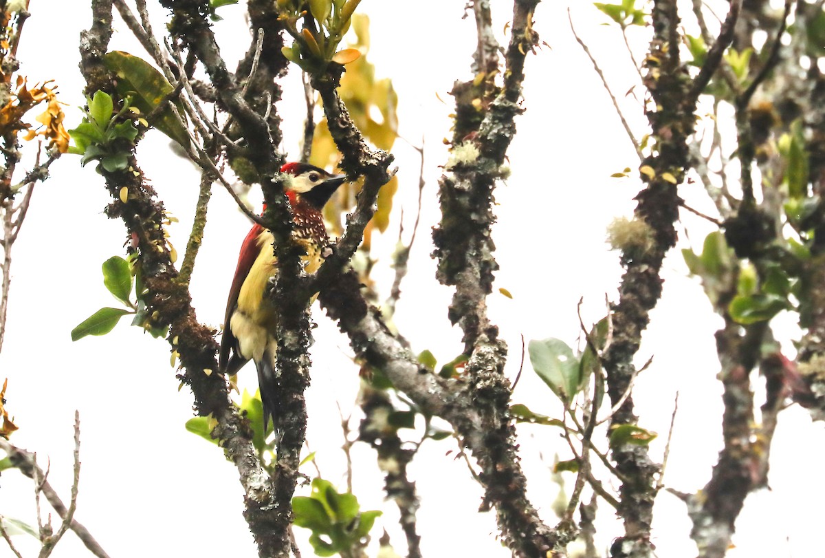 Crimson-mantled Woodpecker - ML615478159