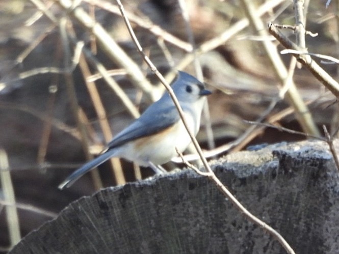 Tufted Titmouse - Kate Byrne