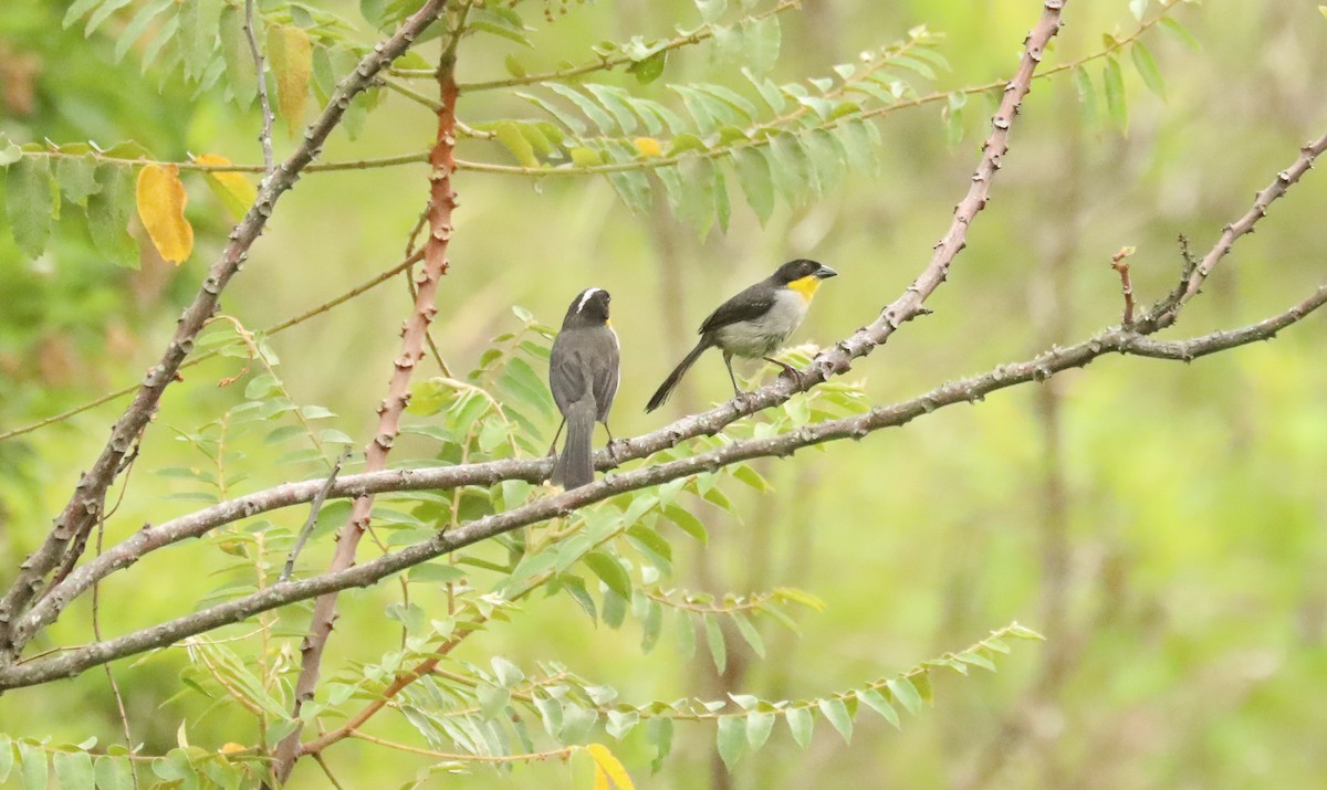 White-naped Brushfinch - ML615478193