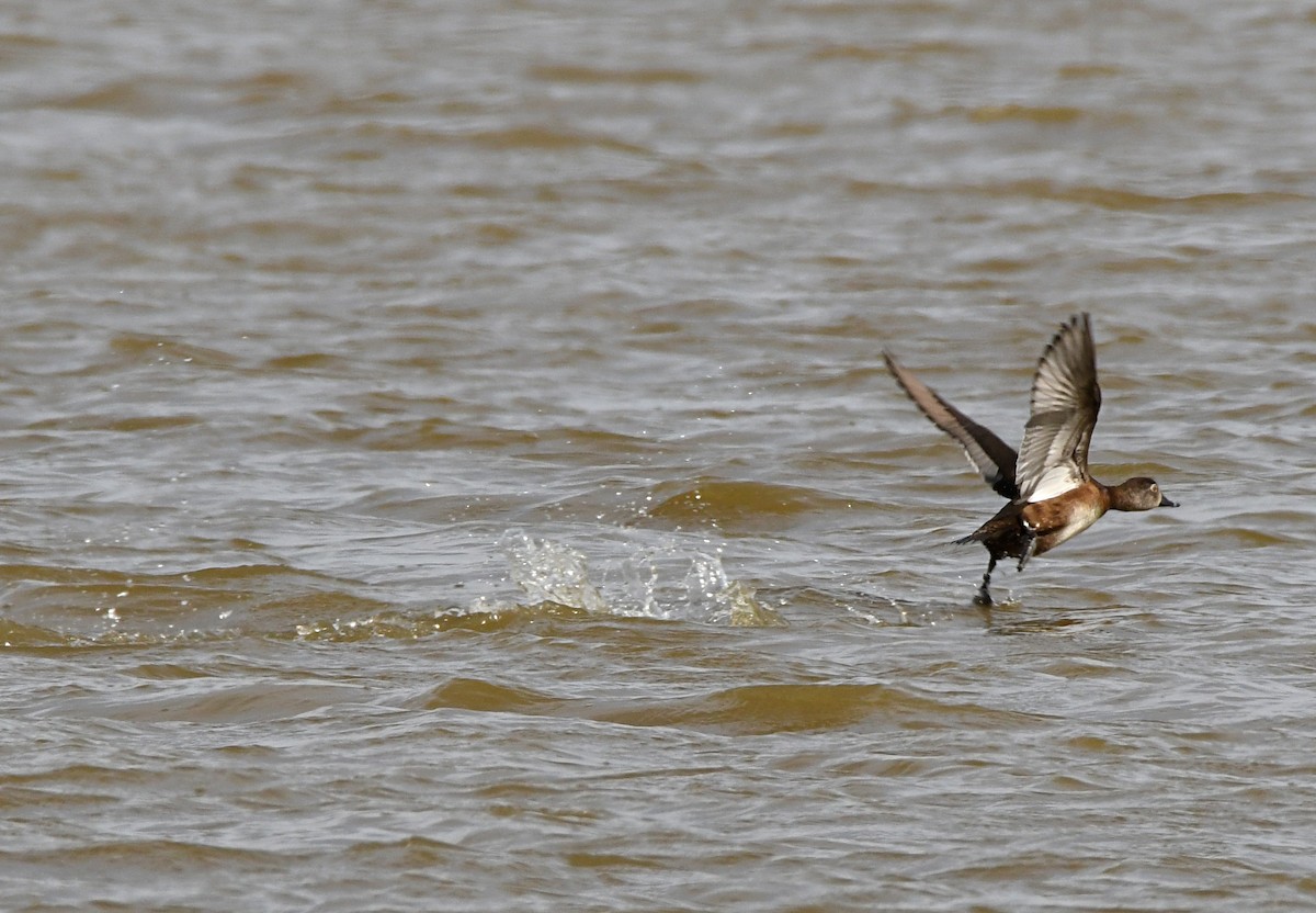 Ring-necked Duck - ML615478198