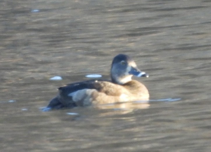 Ring-necked Duck - ML615478200
