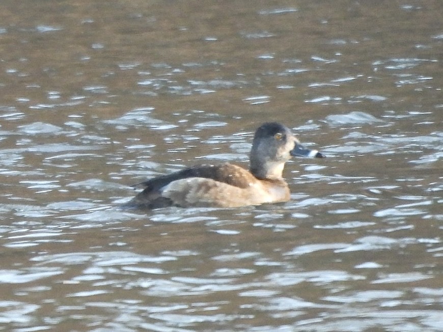 Ring-necked Duck - ML615478201