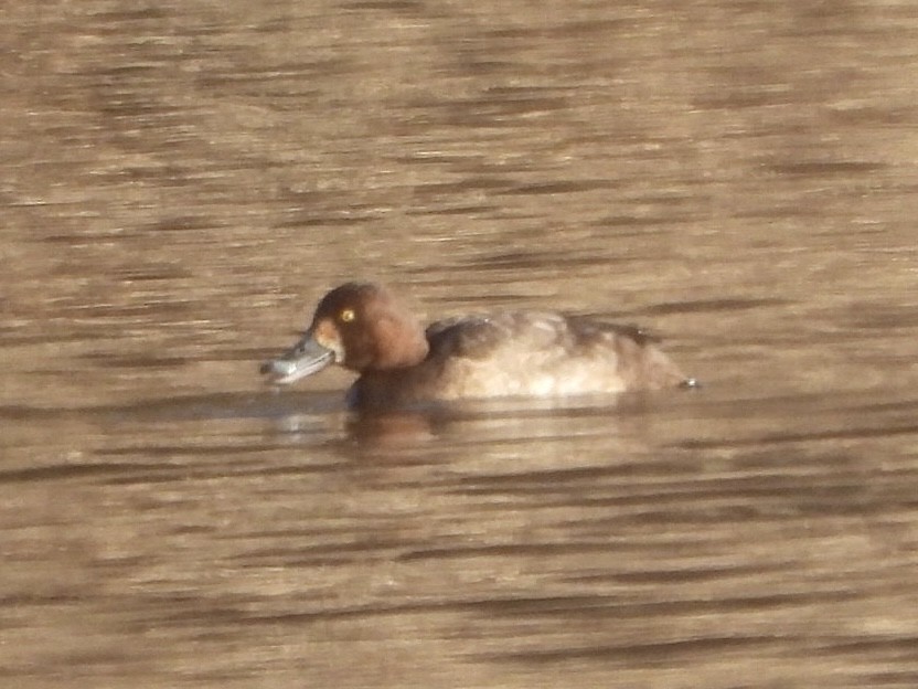 Lesser Scaup - ML615478210