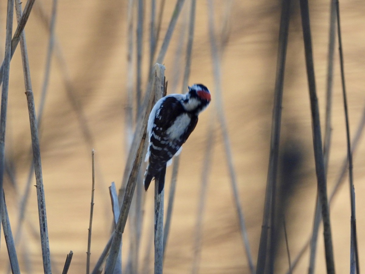 Downy Woodpecker - ML615478218