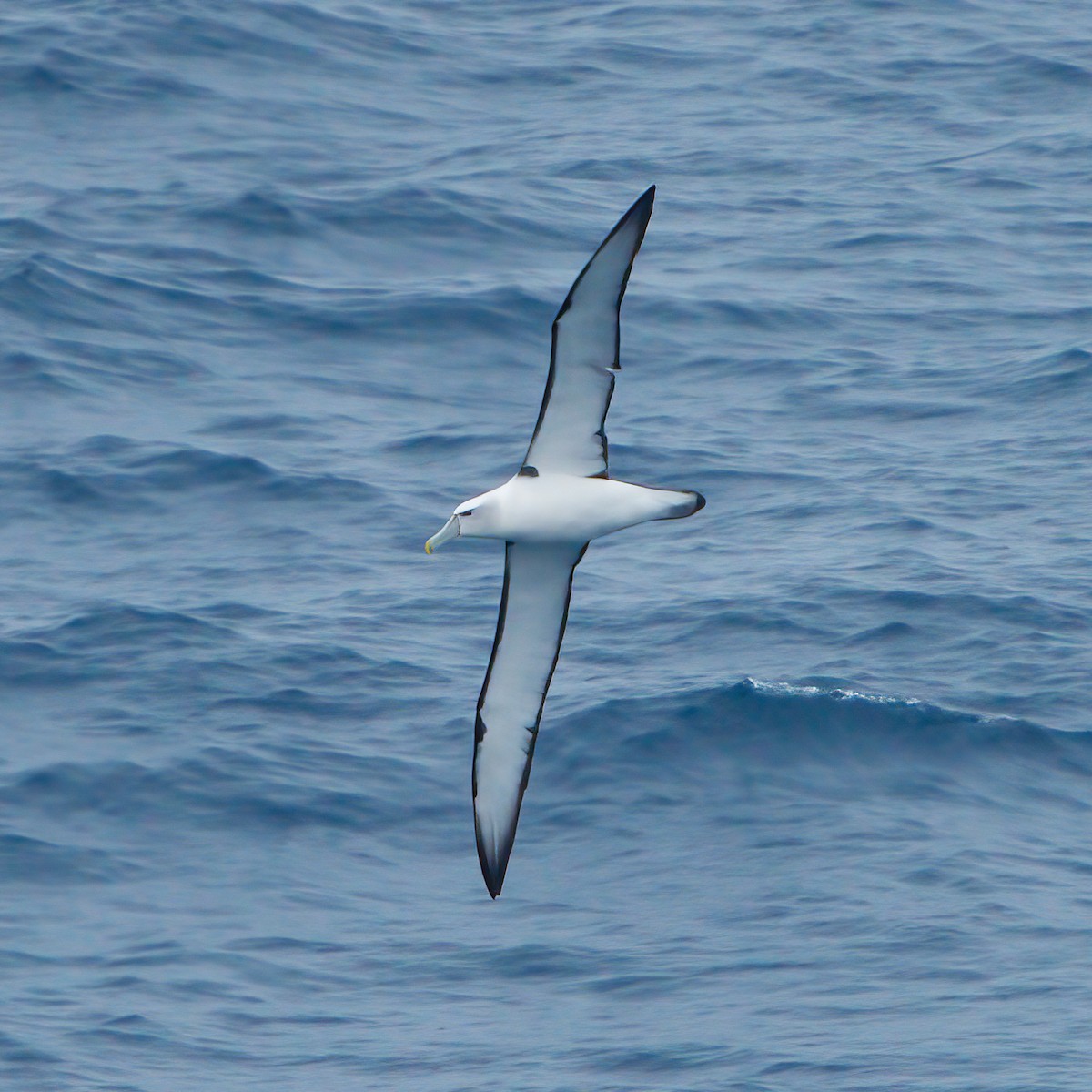 White-capped Albatross (steadi) - ML615478239