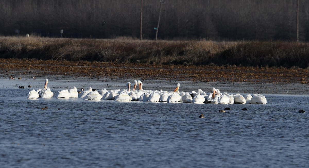 American White Pelican - Glenn Wyatt