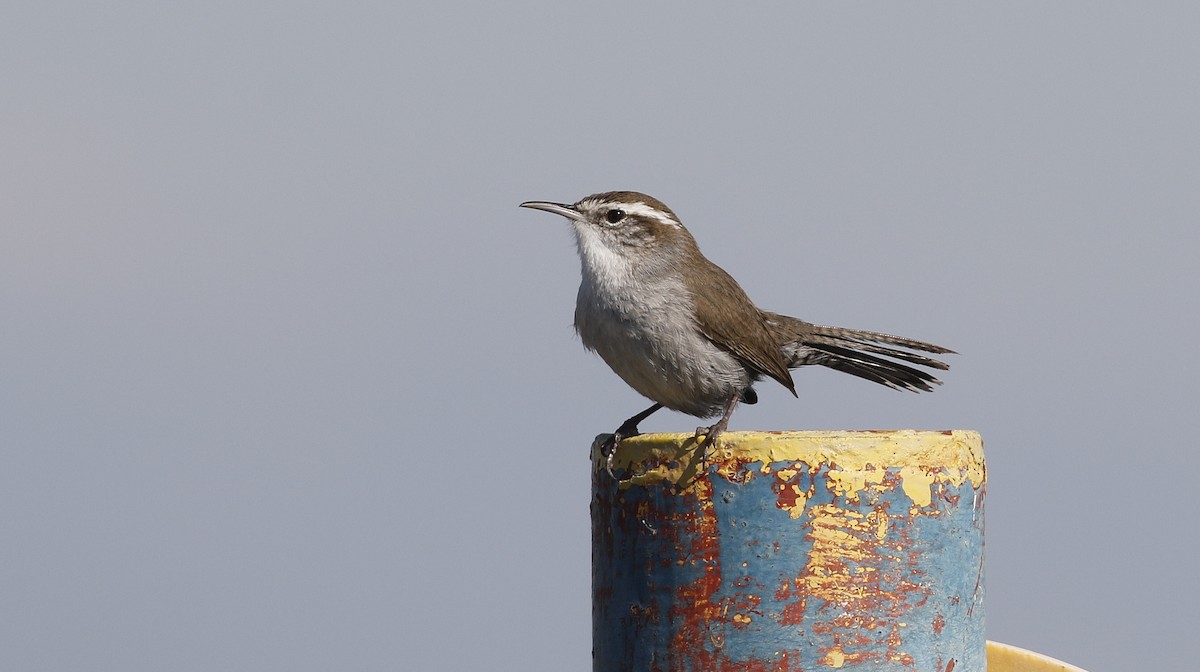 Bewick's Wren - ML615478274