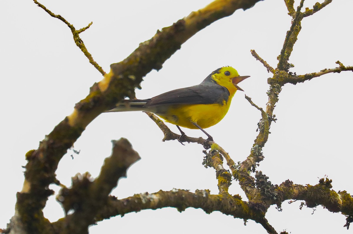 Golden-fronted Redstart - ML615478277